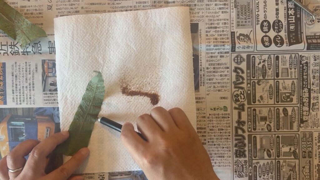 白い紙の上だと、落ちた胞子が見えやすい