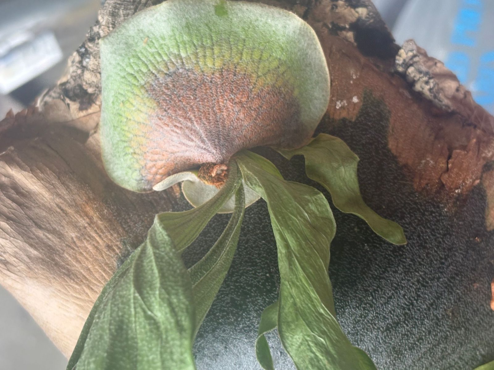 シワシワになった2番株の胞子葉