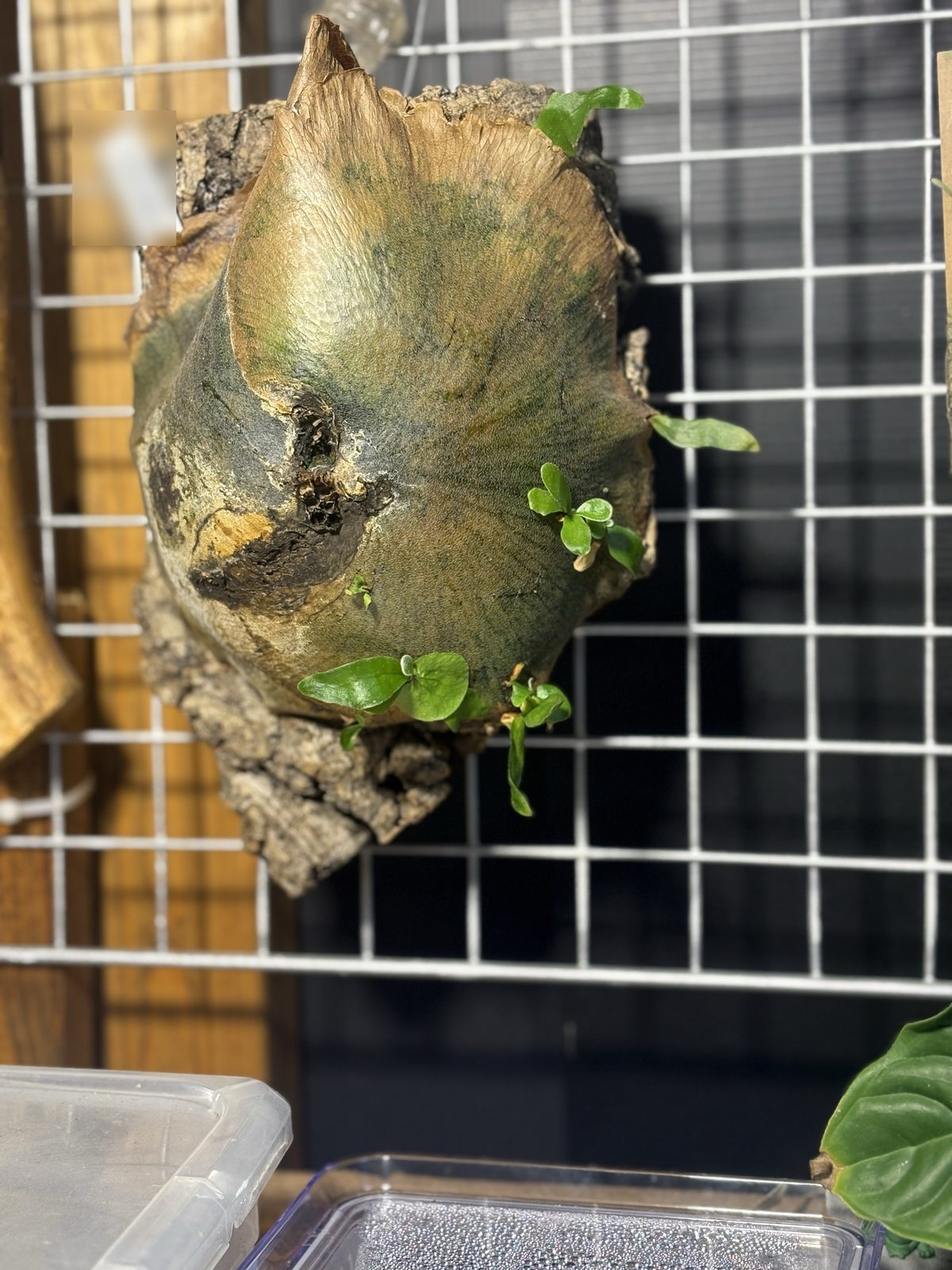 貯水葉のふちから出てきた子株