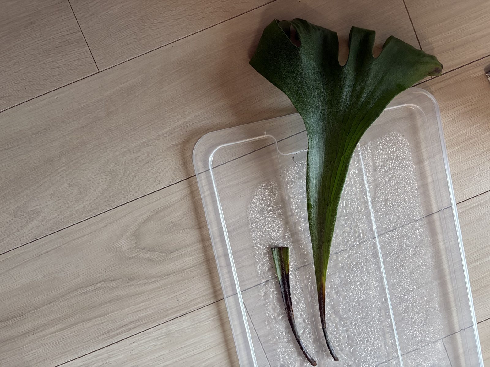 折れた成長点。胞子葉はまだ緑だった頃