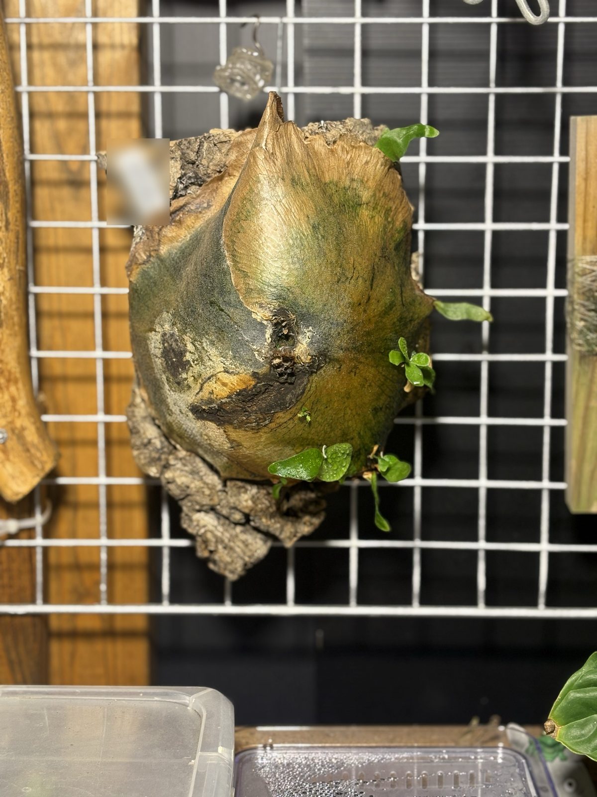 別の角度から見た子株